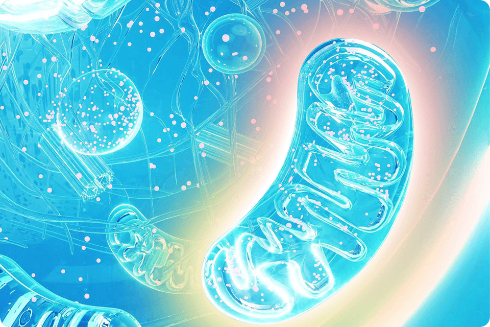 ミトコンドリアがエネルギーを生み出すイメージ